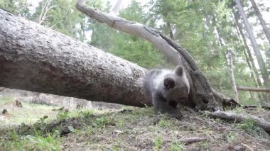 Yavru ayı, devrilmiş ağacın yanında ağaçlarla oynuyor..