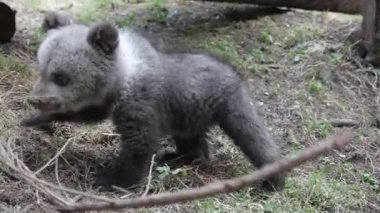 Ormanda oynayan ve koklayan meraklı ayı yavrusu.