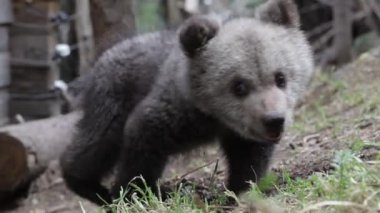 Sevimli şişman ayı yavrusu çayırda kazıyor ve kokluyor, yakın plan..