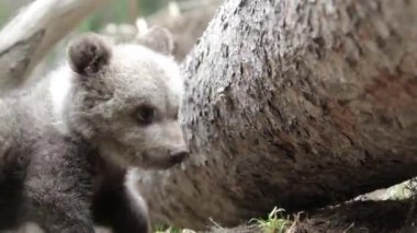 Meraklı ayı yavrusu ormanda devrilmiş ağacın altını kazıyor ve kokluyor..