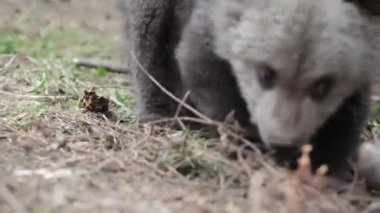 Yavru ayı ormanda oturmuş, ağaç dallarıyla oynuyor, yakın plan yiyor..
