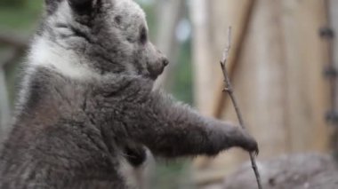 Tapılası yavru ayının yakından oturduğu ve dalını ısırdığı görünüyor..
