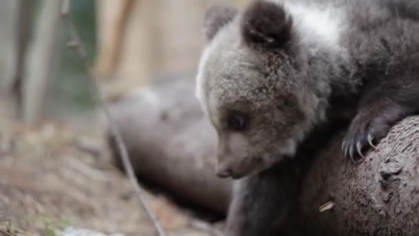 Nahaufnahme Eines Entzückenden Bärenbabys Das Wühlt Und Riecht — Stockvideo