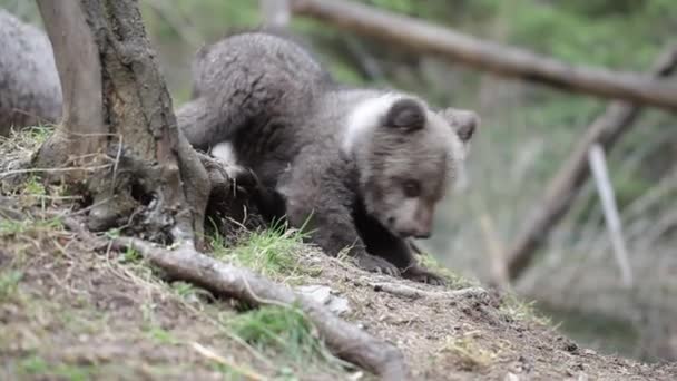 Zbliżenie Uroczy Dziecko Niedźwiedź Cub Kopanie Zapach — Wideo stockowe