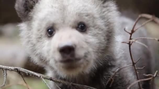 Close Adorable Baby Bear Cub Playing While Sitting Biting Branch — Stok Video