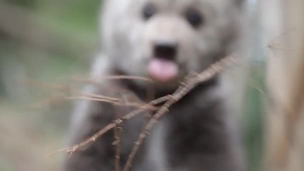 Cute Bear Cub Siedzi Bawi Się Gałęzi Zbliżenie — Wideo stockowe