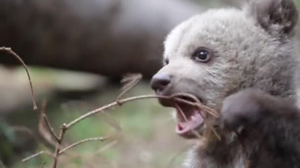 Cute Bear Cub Siedzi Bawi Się Gałęzi Zbliżenie — Wideo stockowe