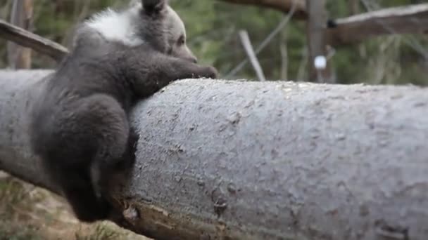 Neugieriges Kleines Bärenjunges Auf Umgestürztem Baum — Stockvideo