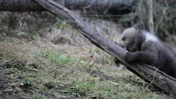 Bebê Urso Filhote Jogando Rolando Chão Enquanto Abraçando Árvore — Vídeo de Stock