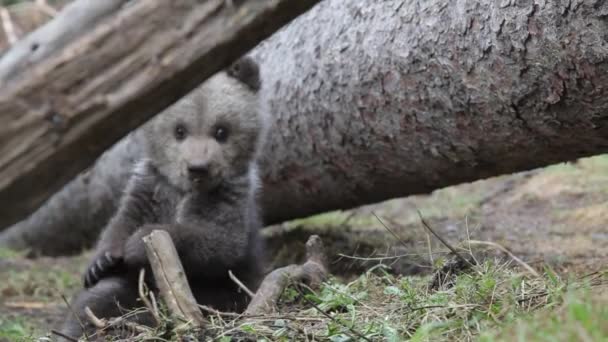 Close Filhote Urso Adorável Curioso Olhando Floresta — Vídeo de Stock