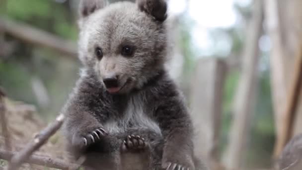 Zbliżenie Niedźwiedź Cub Siedzi Bawi Się Gałąź — Wideo stockowe