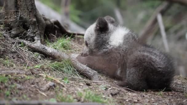 Bärenbaby Spielt Und Umarmt Baum Wald — Stockvideo