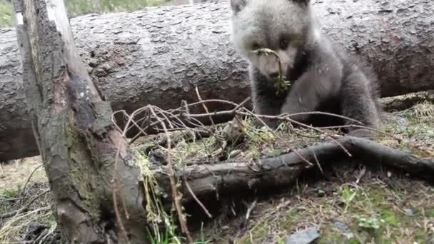 Bebê Urso Filhote Brincando Abraçando Árvore Floresta — Vídeo de Stock