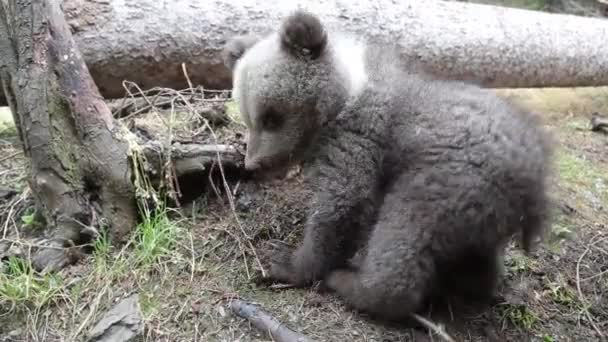 Urso Filhote Cavando Terra Cheirando Floresta Lado Árvore Caída — Vídeo de Stock