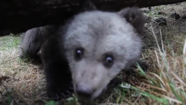 Zbliżenie Ciekawskiego Portretu Niedźwiedzia Pod Upadłym Drzewem — Wideo stockowe