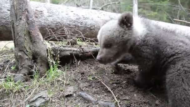 Urso Filhote Cavando Terra Cheirando Floresta Lado Árvore Caída — Vídeo de Stock