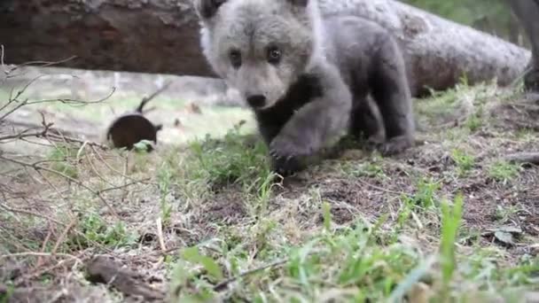 Primo Piano Del Cucciolo Orso Curioso Nella Foresta — Video Stock