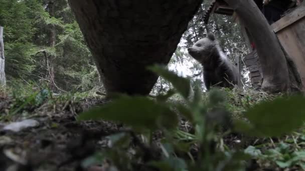 Αρκουδάκι Τρέχει Στο Δάσος Δίπλα Πεσμένο Δέντρο — Αρχείο Βίντεο