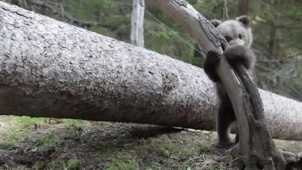 Cubo Urso Bonito Abraçando Brincando Com Árvore Floresta — Vídeo de Stock