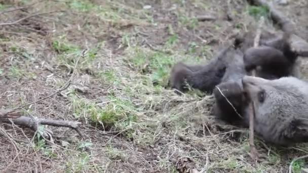 Nahaufnahme Eines Bärenjungen Der Wald Sitzt Und Mit Einem Ast — Stockvideo