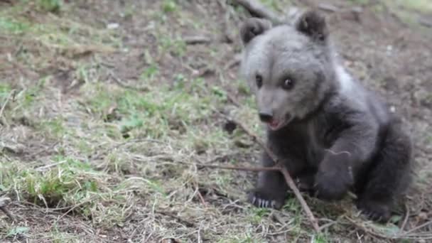 Zbliżenie Niedźwiedź Cub Siedzi Las Bawiąc Się Drzewo Gałąź — Wideo stockowe