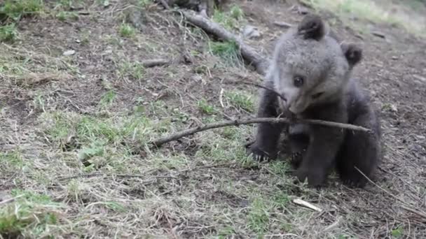 Close Filhote Urso Sentado Floresta Brincando Com Galho Árvore — Vídeo de Stock
