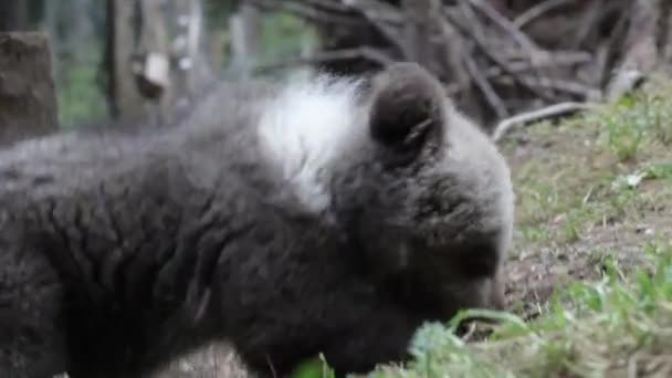 Förtjusande Fet Björnunge Som Gräver Och Luktar Ängen Närbild — Stockvideo