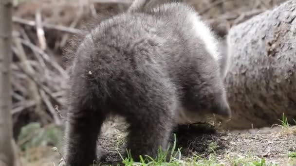 Curioso Cucciolo Orso Scavare Odore Sotto Albero Caduto Nella Foresta — Video Stock