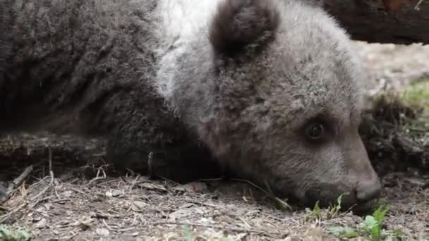 Ciekawy Niedźwiedź Kopał Wąchał Pod Upadłym Drzewem Lesie — Wideo stockowe