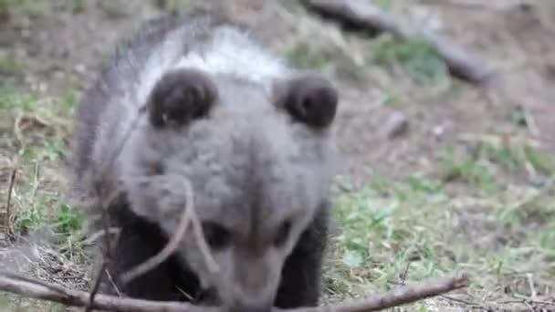 Pui Ursuleț Stând Jucându Pădure Ramură Copac Mâncând Aproape — Videoclip de stoc