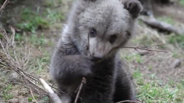 Bebê Urso Filhote Sentado Brincando Floresta Com Árvore Ramo Comer — Vídeo de Stock