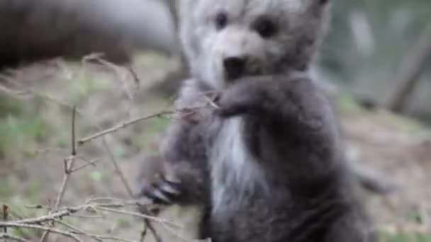 Baby Bear Cub Sitting Playing Forest Tree Branch Eating Close — Stock Video