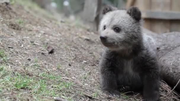 Bärenbaby Sitzt Und Spielt Wald Mit Astfraß Nahaufnahme — Stockvideo