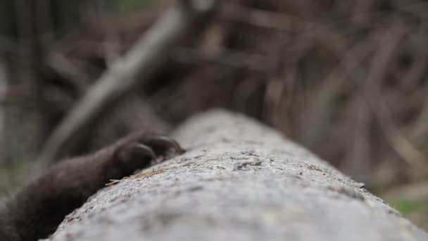 Detailní Záběr Medvědích Tlapek Stromě Lese — Stock video
