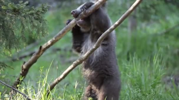 Urso Filhote Jogando Puxando Ramo Árvore Floresta Verão Verde — Vídeo de Stock