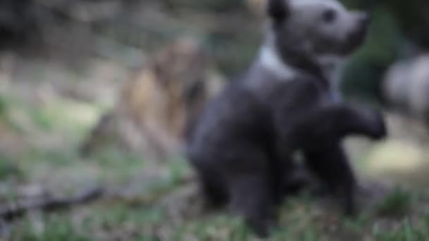 Bärenjunges Grünen Wald Spielt Mit Ast Nahaufnahme — Stockvideo