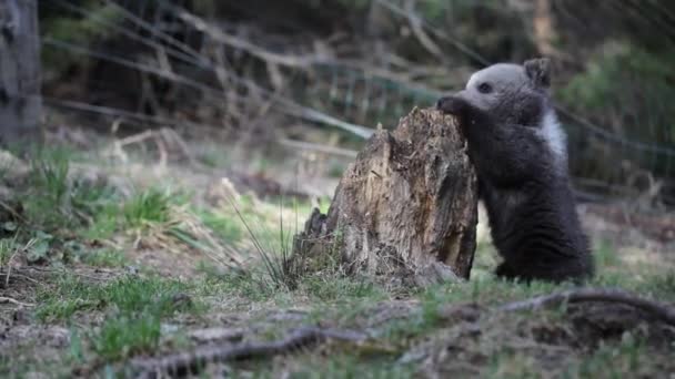 Curioso Filhote Urso Brincando Cheirando Floresta — Vídeo de Stock