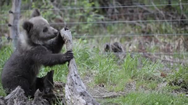 Filhote Urso Floresta Verde Verão Brincando Com Toco Árvore — Vídeo de Stock