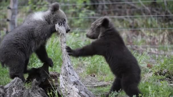 Twee Berenwelpen Broers Zussen Spelen Samen Het Bos — Stockvideo