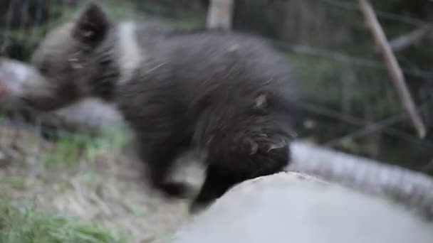 Zwei Bärenbabys Spielen Gemeinsam Wald — Stockvideo