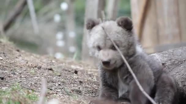 Close Dari Bayi Beruang Menggemaskan Duduk Dan Menggigit Cabang Mencari — Stok Video
