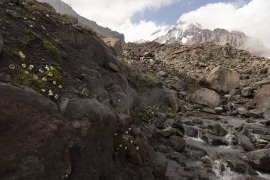 Yazın Gerorgia Kafkasya dağlarında çiçekler ve akan buzullarla dolu Kazbek Dağı.