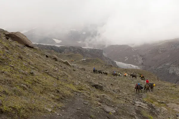 Landscape of pack horses carrying luggage for tourists on Mount Kazbegi in Caucasus mountains in Georgia