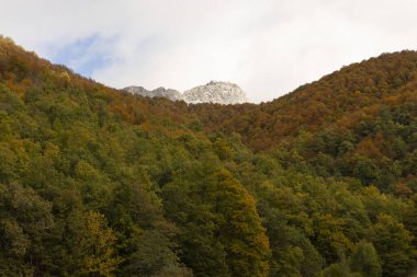 Sonbaharda parlak renkleri olan kayın ormanı ve arka planda karla kaplı donmuş dağ zirvesi.