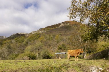 Sonbahar ormanı yakınlarındaki çayırlarda inekler ve İspanya 'nın Asturias bölgesinde arka planda kayalık dağlar.