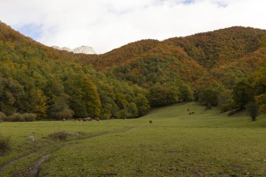 Sonbahar ormanı yakınlarındaki çayırlarda inekler ve İspanya 'nın Asturias bölgesinde arka planda kayalık dağlar.