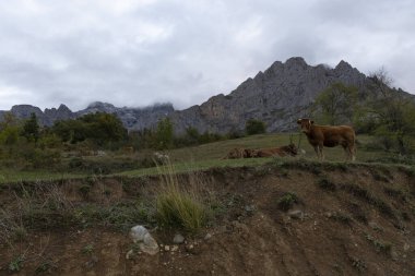 İspanya 'nın kırsalında sonbahar otlağında sığır besliyorum. Asturias 'taki Picos de Europa' da orman ve ineklerle çayır.