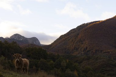 İspanya 'nın kırsalında sonbahar otlağında sığır besliyorum. Asturias 'taki Picos de Europa' da orman ve ineklerle çayır.