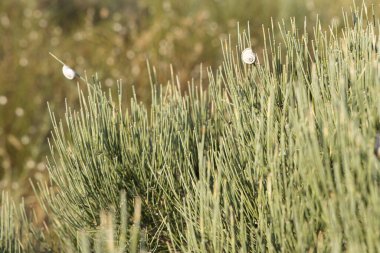 Beyaz salyangoz, yaz günü gün batımında kuru yeşil çimlerde.