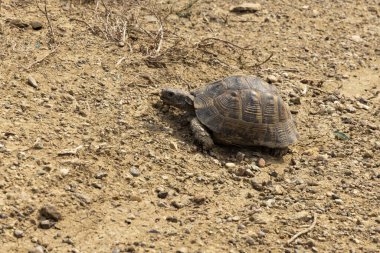 Kaplumbağanın Georgia 'da güneşli bir günde karaya yaklaşması.